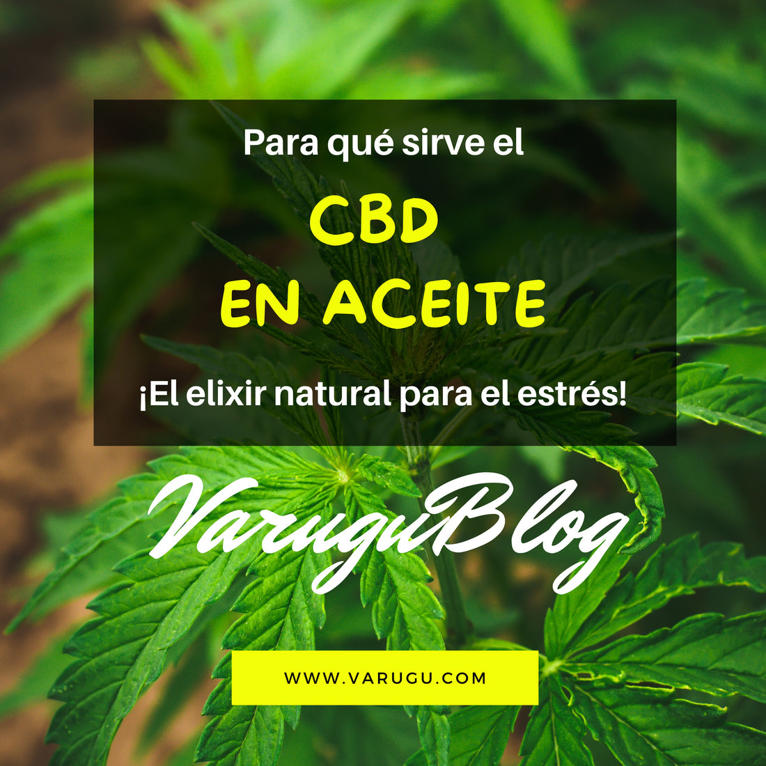 ¿Para qué sirve el CBD en aceite? ¡El elixir natural para el estrés!